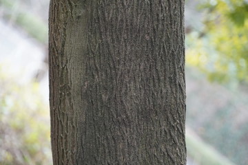 エゴノキの樹皮