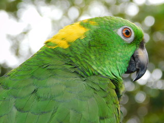 Yellow Nape Amazon