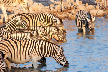 Fototapeta na wymiar Zebras at Okaukuejo Waterhole, Etosha National Park, Namibia