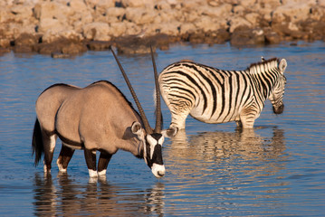 Obraz na płótnie Canvas Zebras at Okaukuejo Waterhole, Etosha National Park, Namibia