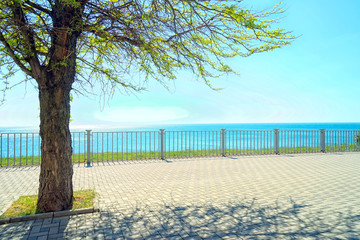 Fototapeta na wymiar Acacia tree on the beach.