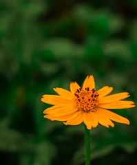 yellow flower