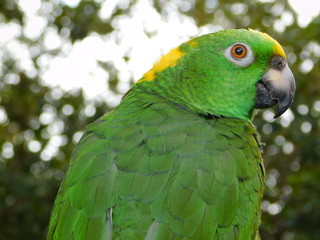 Yellow Nape Amazon