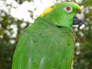 Yellow Nape Amazon