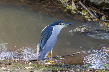 Black crowned night heron. Yala National park. Sri Lanka.