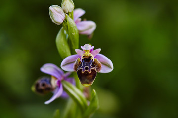 Fototapeta premium Wild rare bee orchid blooming in mediterranean area at spring