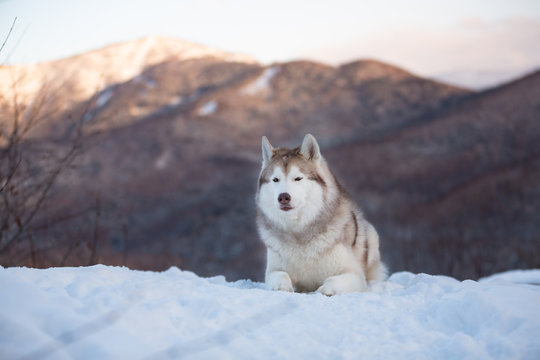 Portrait of gorgeous Siberian Husky dog lying is on the snow in winter forest at sunset on bright mountain background.
