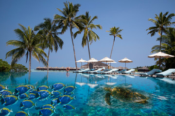 Maldives, palm trees, collage: fish and sea turtle swim in the pool