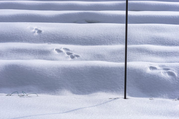 雪面の足跡3