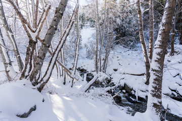 Fresh winter snow covering Ice House Canyon trail and creek in the San Gabriel Mountains near Mt. Baldy and Los Angeles in Southern California.