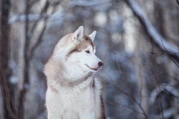 Beautiful and happy siberian Husky dog standing on the snow in the fairy winter forest