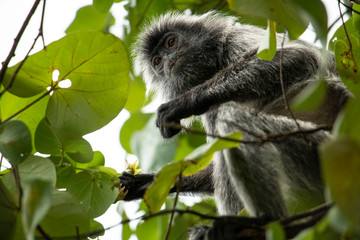 monos en la jungla del parque natural de Bako en el Borneo malayo