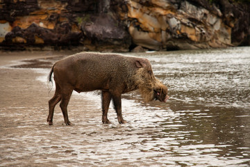 jabalí en la playa del parque natural de Bako en el  Borneo malayo