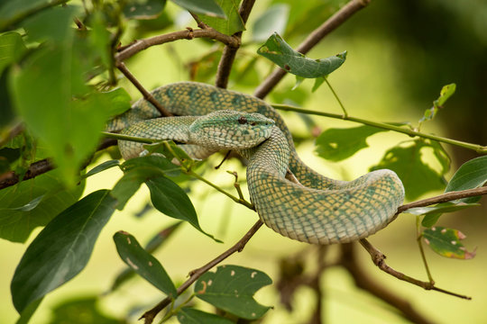 venenosa serpiente verde en una rama en el parque natural de bako, en el Borneo malayo