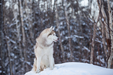 Portrait of beautiful and free siberian Husky dog standing on the hill in the fairy winter forest