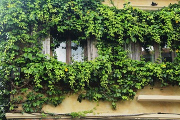 Fototapeta na wymiar Window and brick wall with ivy tree