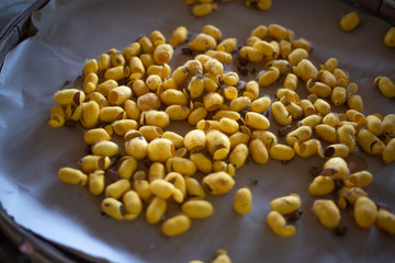 Making silk with silkworm cocoons by handmade.boiling yellow white silkworm cocoons to make silk thread.