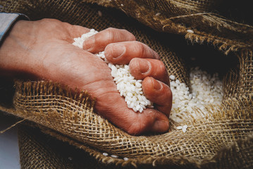 White rice in the hand in burlap sack