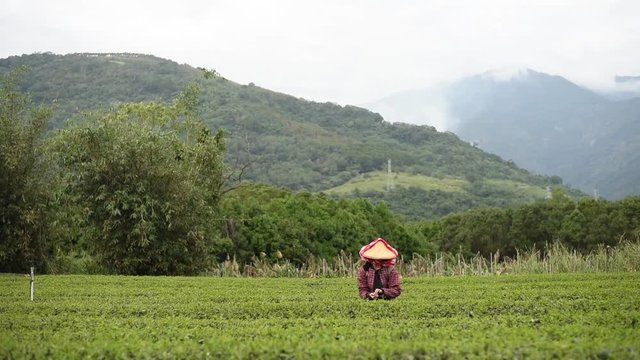 working at tea farm