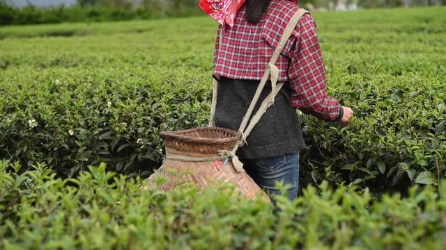 working at tea farm