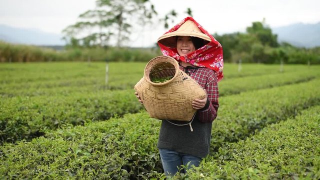 working at tea farm