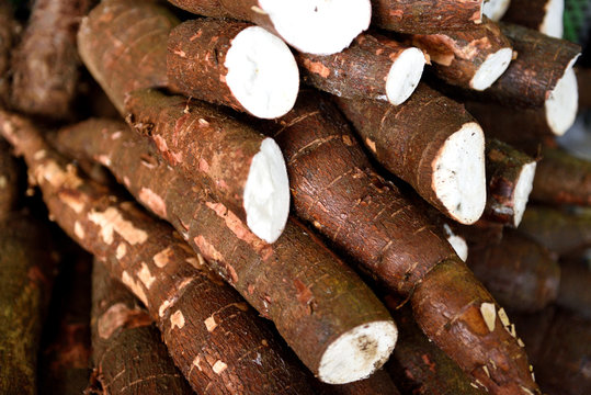 Fresh harvested raw Colombia Yuca Root, or Cassava Root in a farmers produce market in Colombia, South America