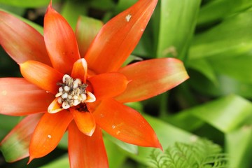 Bromeliad flower in the garden with nature