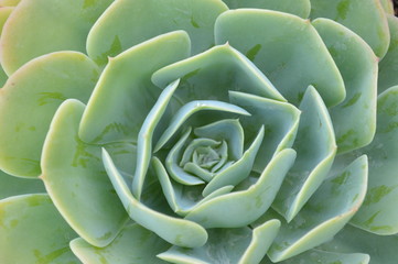 suculenta
