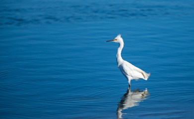White Egret reflecting in Santa Clara river at the McGrath State park reserve in Ventura California USA