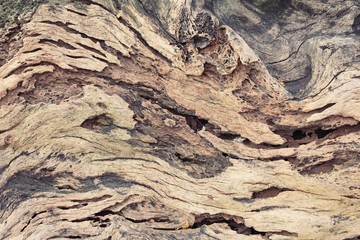 Old wooden beauty wall background and texture