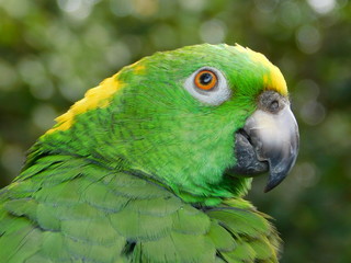 Yellow Nape Amazon