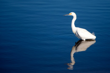 Fototapeta na wymiar White Egret reflecting in Santa Clara river at the McGrath State park reserve in Ventura California USA