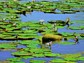 Flowers of the Brazilian flora. Exotic, wild, savanah, gardens, mountain of Minas Gerais
