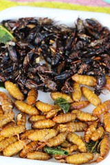 Fried silk worms delicious in street food