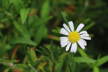 Obraz premium Purple flower is beauty in the garden