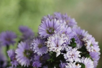 Chrysanthemums flower is beautiful in the garden
