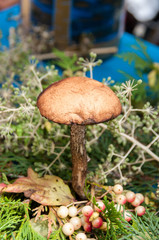 Mushroom podberezovik (obobka) and berries