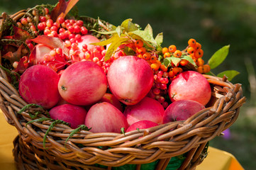 Basket with apples and berries rowan, autumn harvest