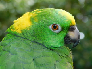 Yellow Nape Amazon