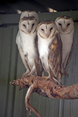 four barking owls on a tree branch
