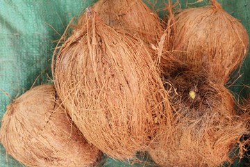 Coconut fruit is delicious at street food