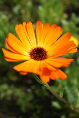 Orange Flower 2