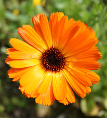 Orange Flower