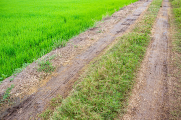 Dirt road in the coundtryside with rice field beside of the road.