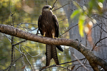 a black kite perched in a tree