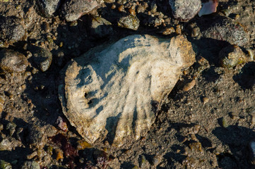 American oyster shell in mud