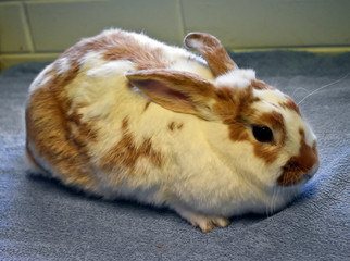 white bunny with brown spots
