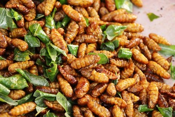 Fried silk worms delicious in street food