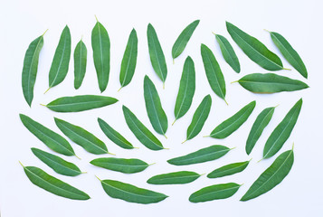 Eucalyptus leaves on white.