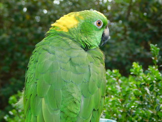 Yellow Nape Amazon